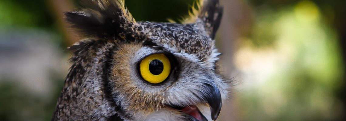 Owl in New Mexico